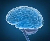 Brain