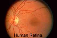 Human Retina